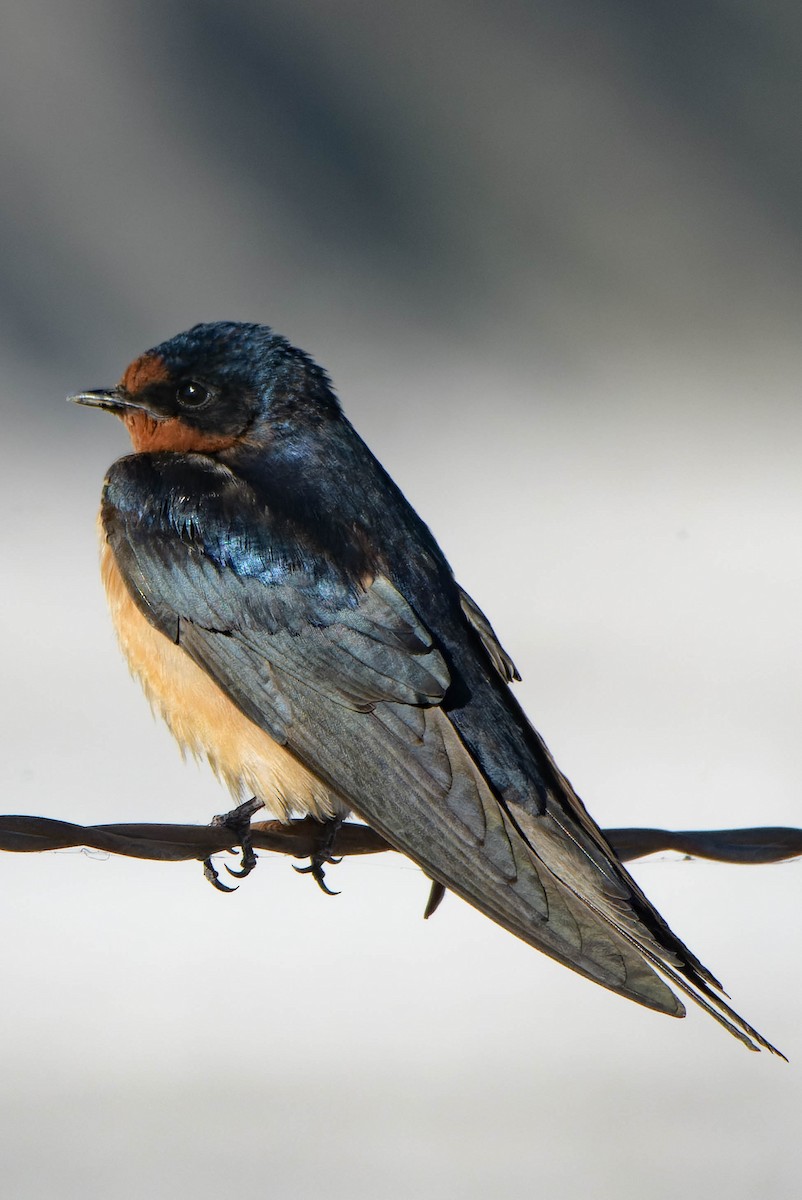 Barn Swallow - Gregg McClain