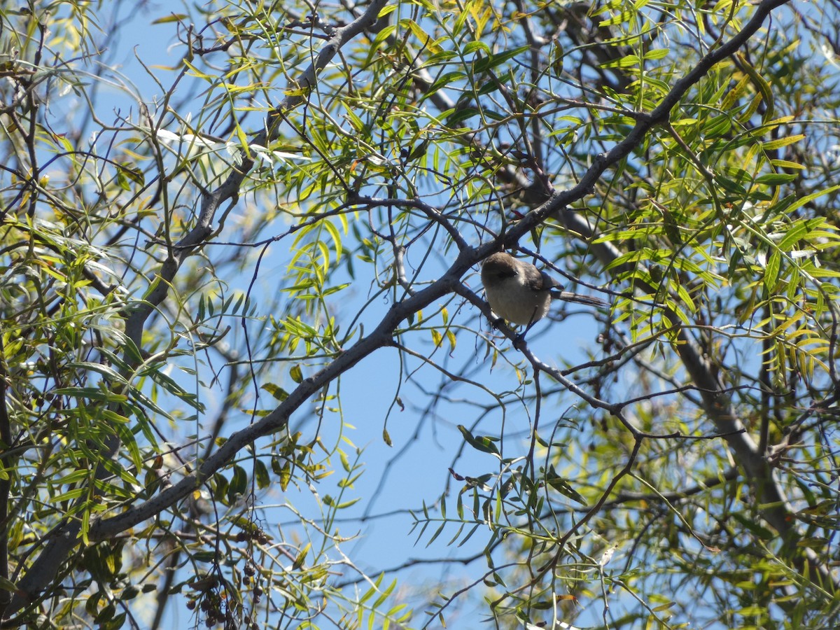 Bushtit (Pacific) - Benjamin Ormond