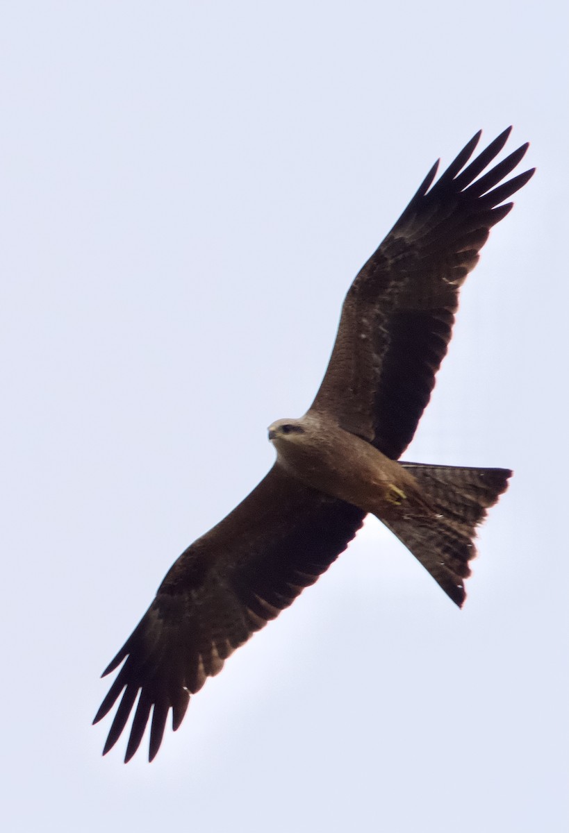 Black Kite - Yvonne van Netten