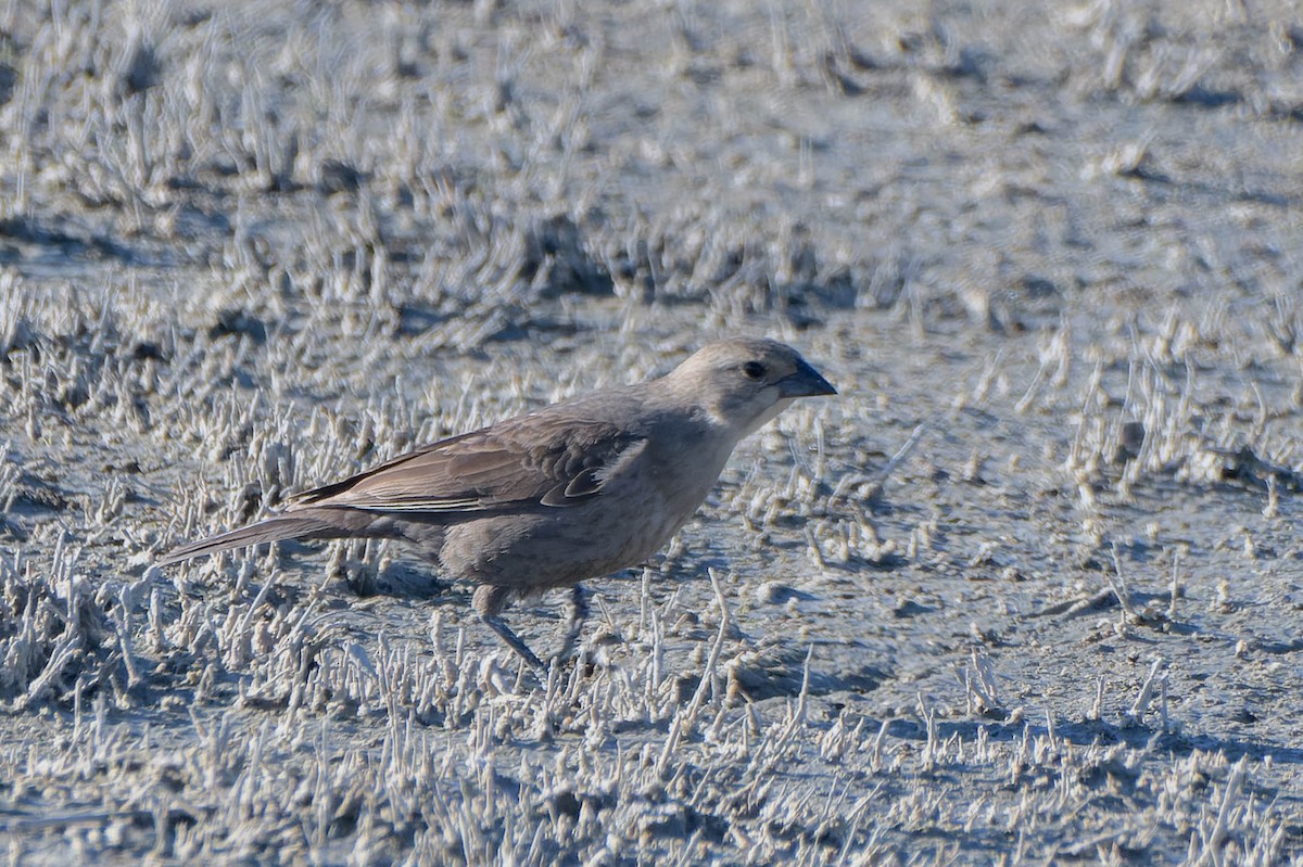 Brown-headed Cowbird - Gregg McClain