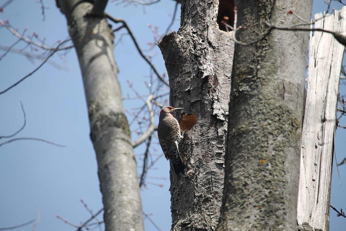 Northern Flicker (Yellow-shafted) - Jennifer Evans