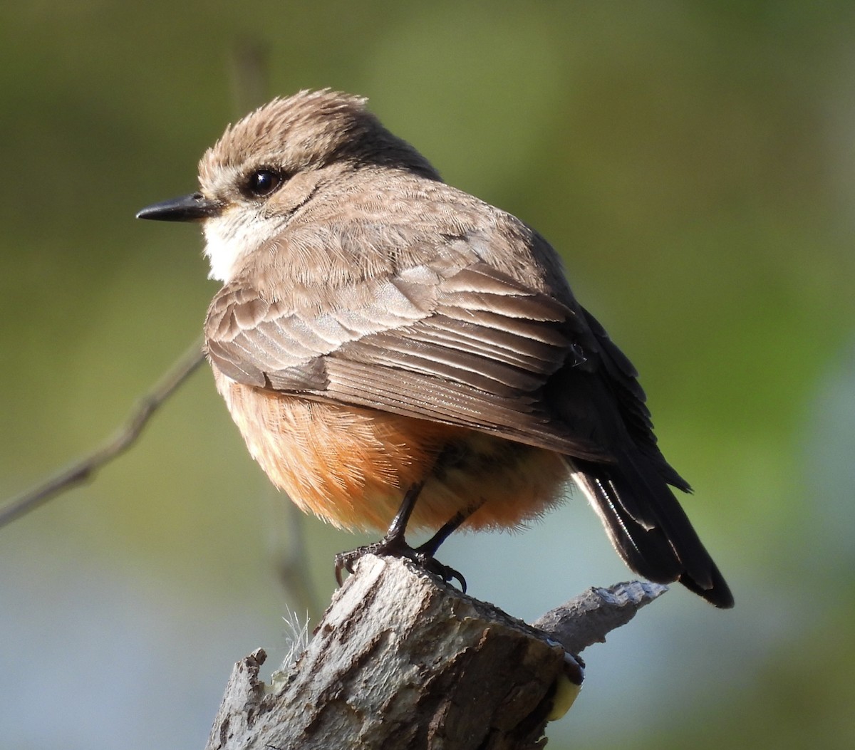 Vermilion Flycatcher - Shannon Lehrter