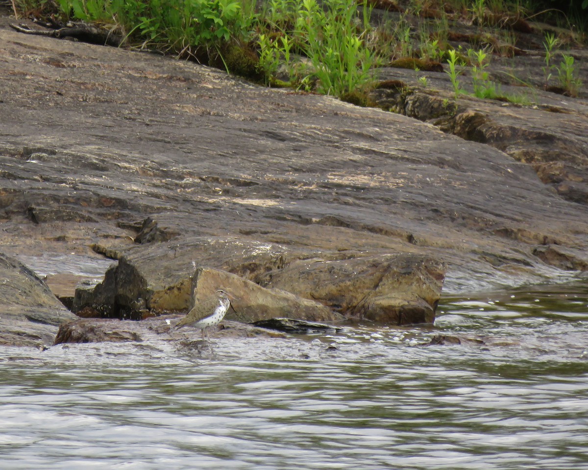 Spotted Sandpiper - Linda Curtis