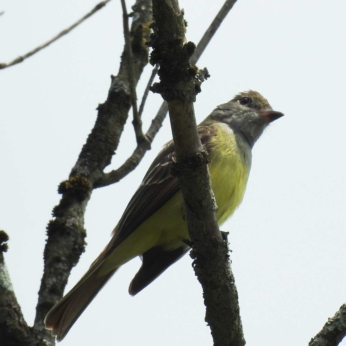 Great Crested Flycatcher - Ed Escalante