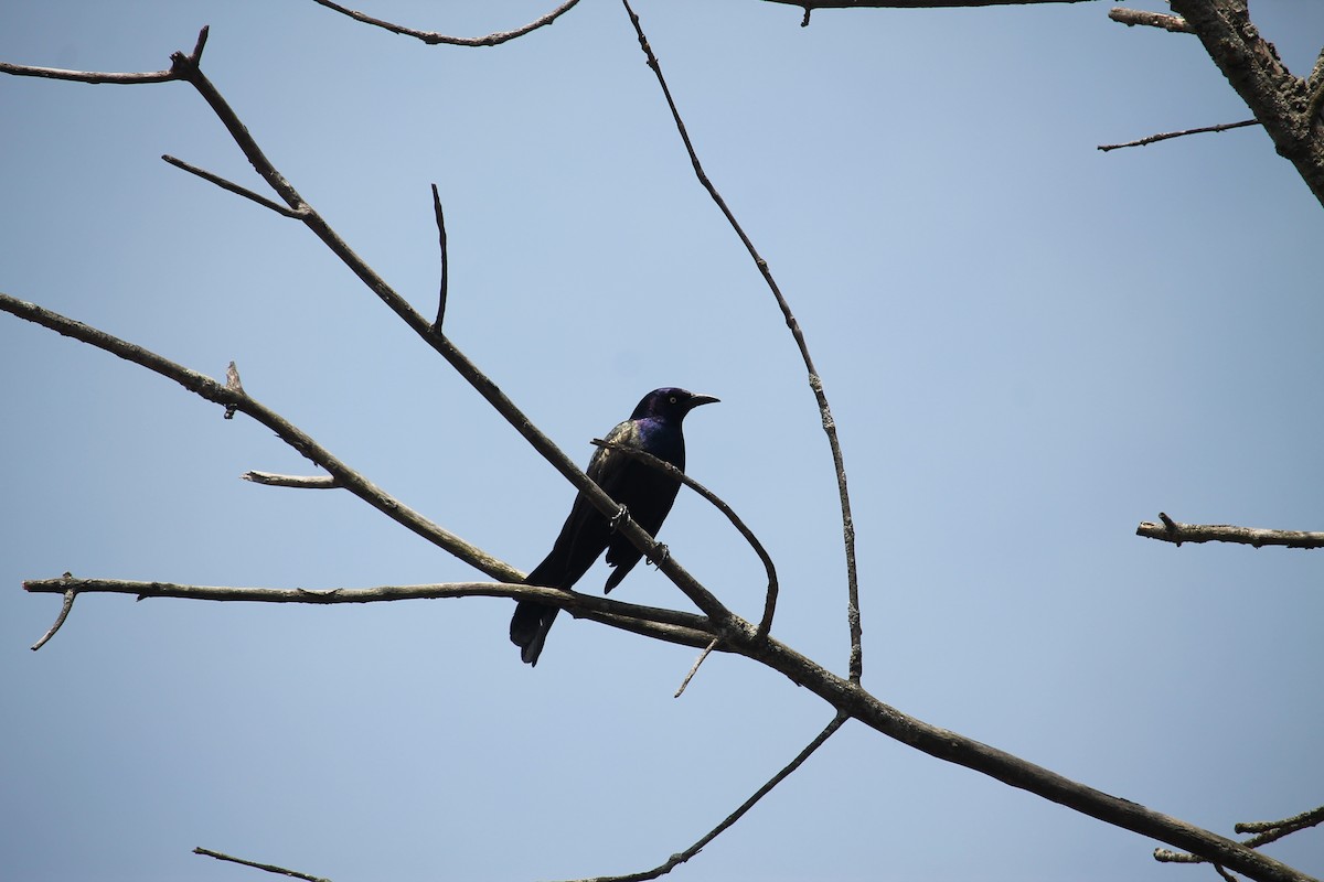 Common Grackle - Jennifer Evans