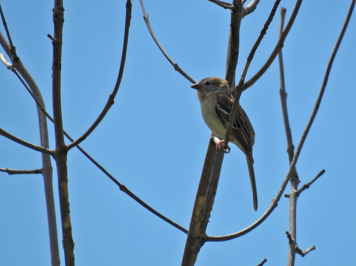 Field Sparrow - Thomas Schultz