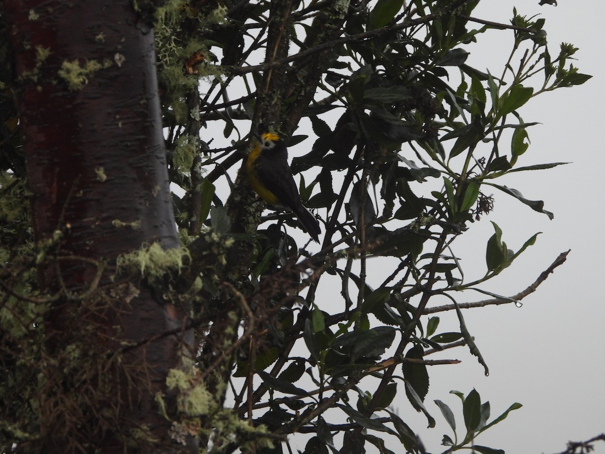 Golden-fronted Redstart - Narváez Meléndez