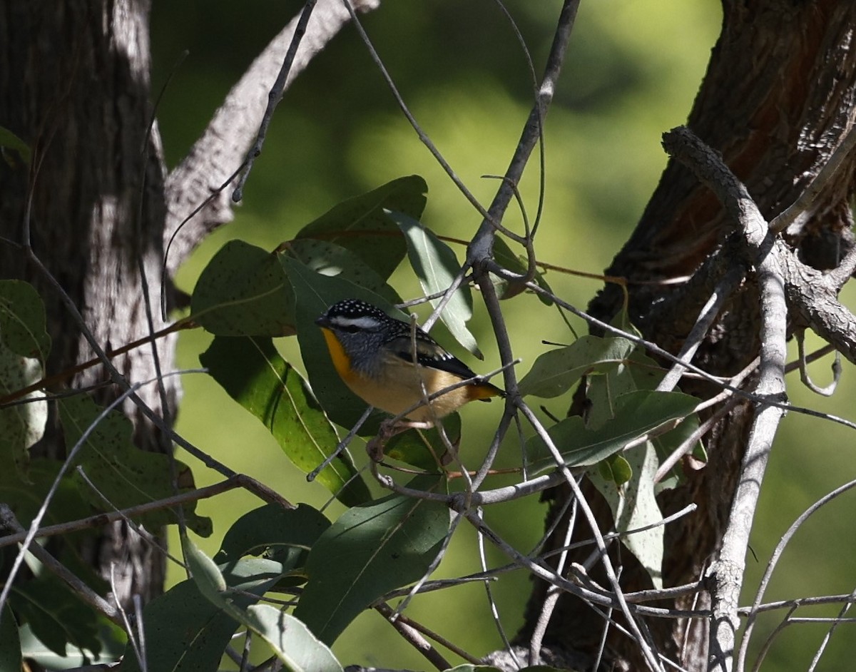 Spotted Pardalote - Cathy Pert