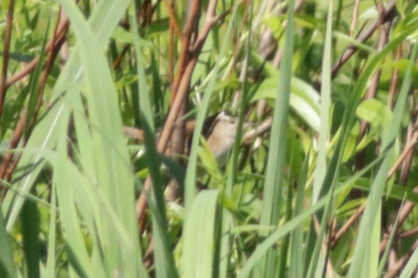 Marsh Wren - Jacob Wessels