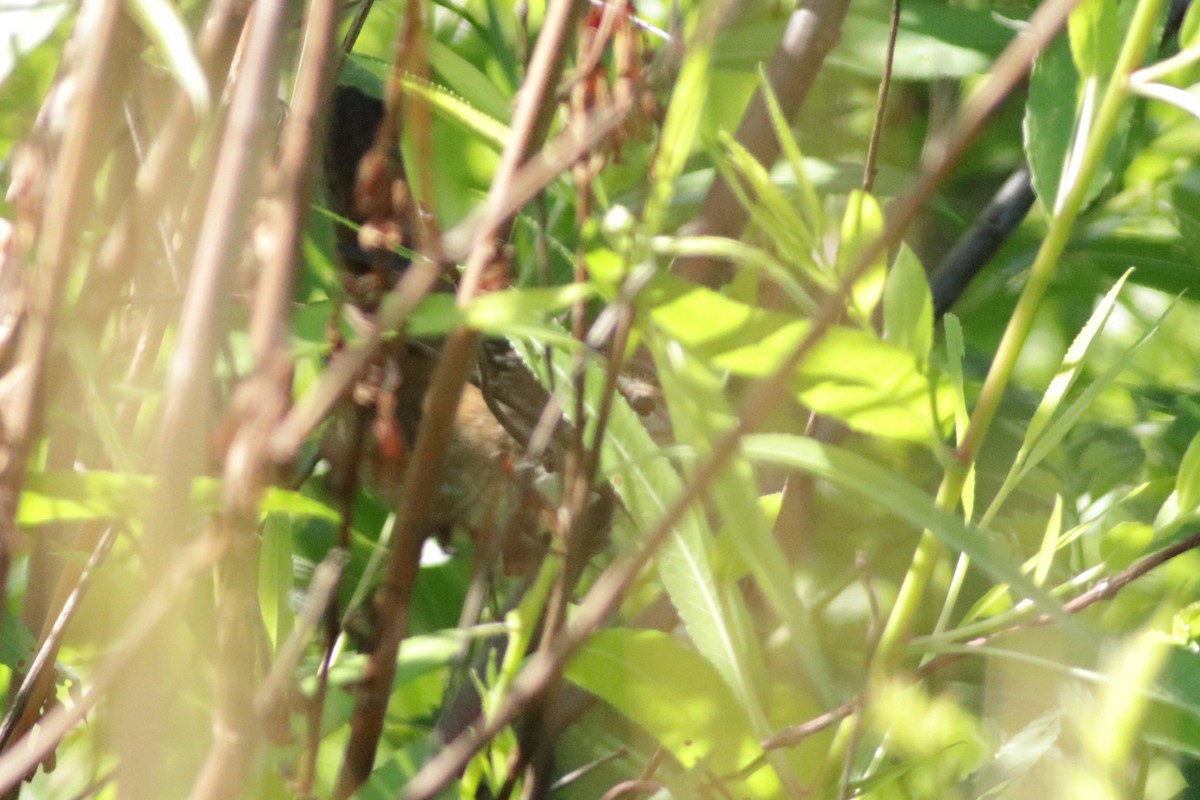 Marsh Wren - Jacob Wessels