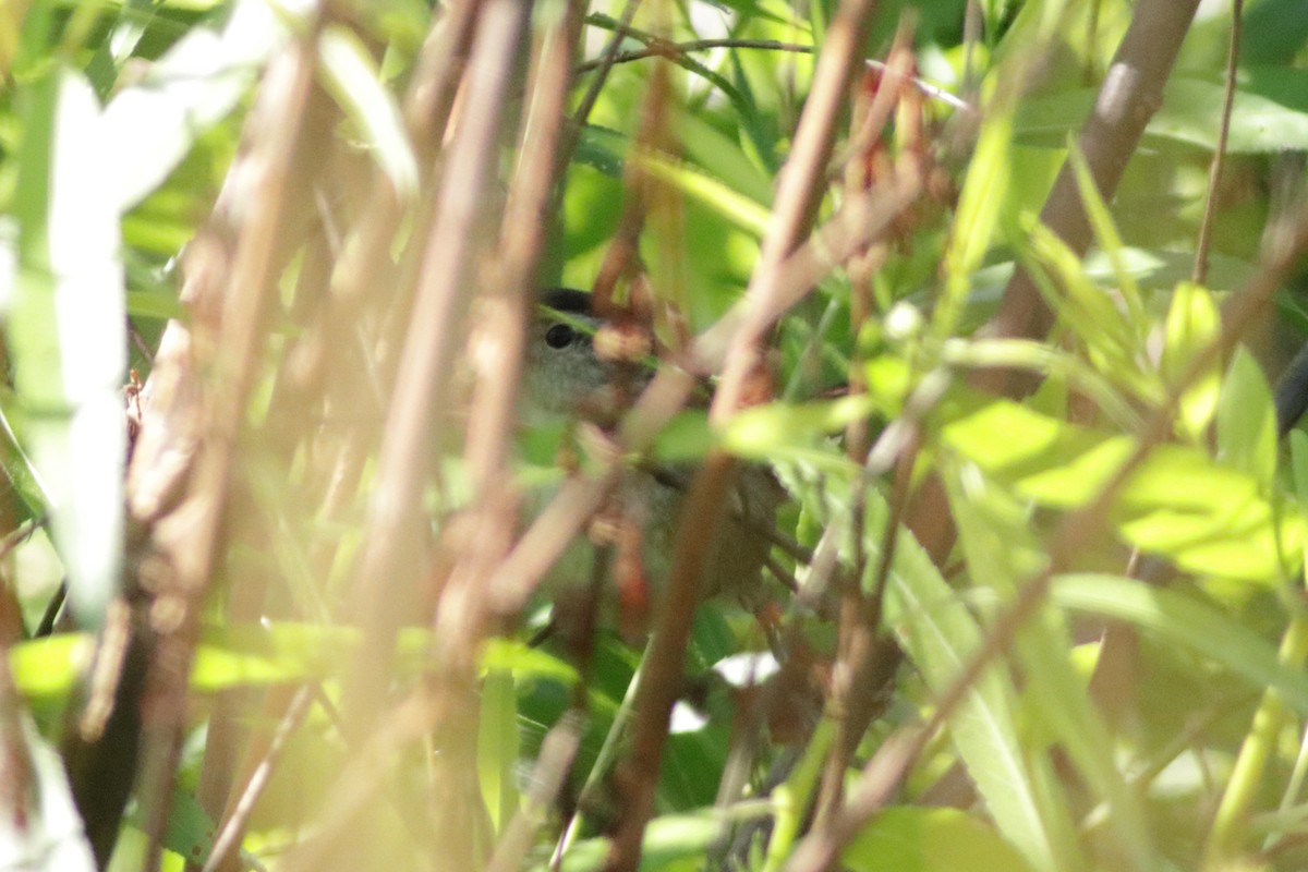 Marsh Wren - Jacob Wessels