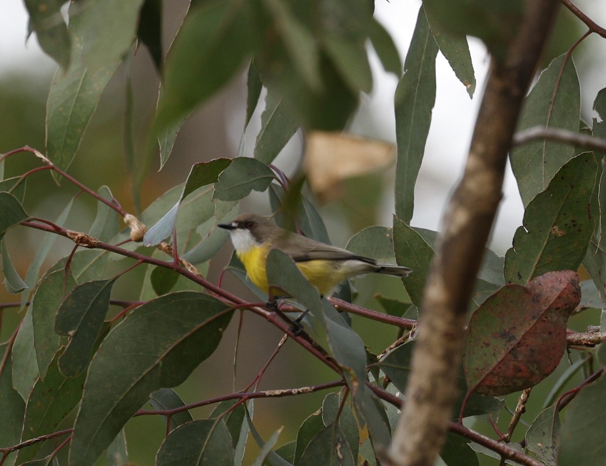 White-throated Gerygone - ML618869970