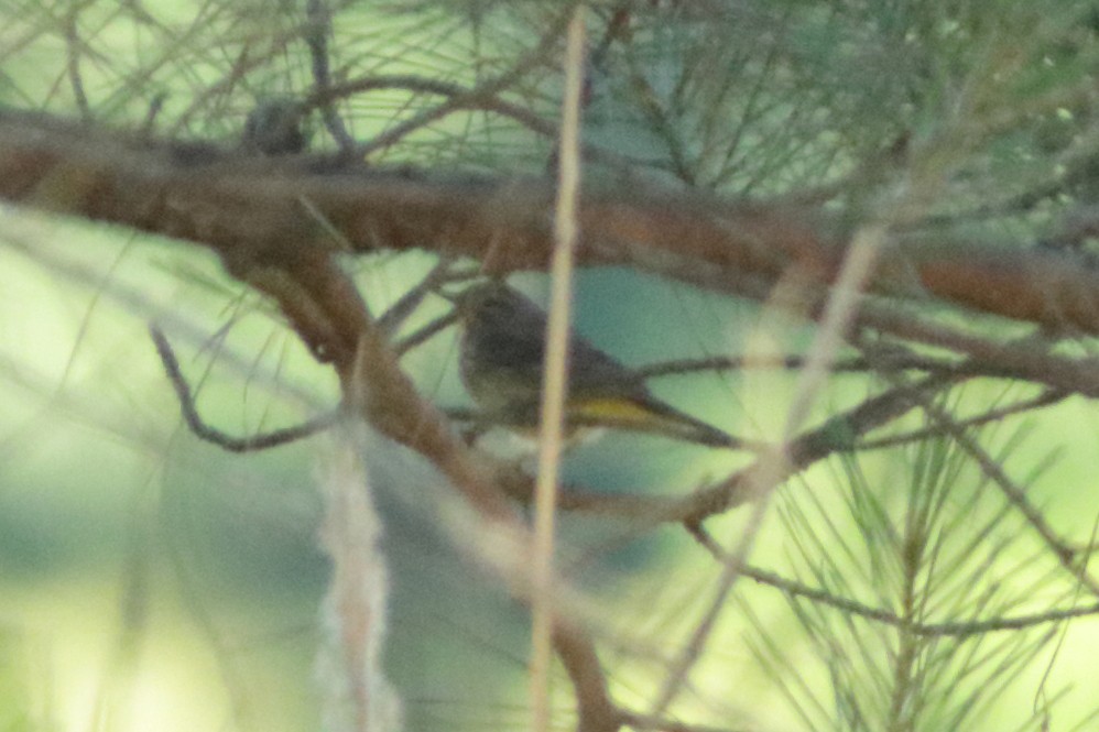 Palm Warbler (Western) - ML618869973