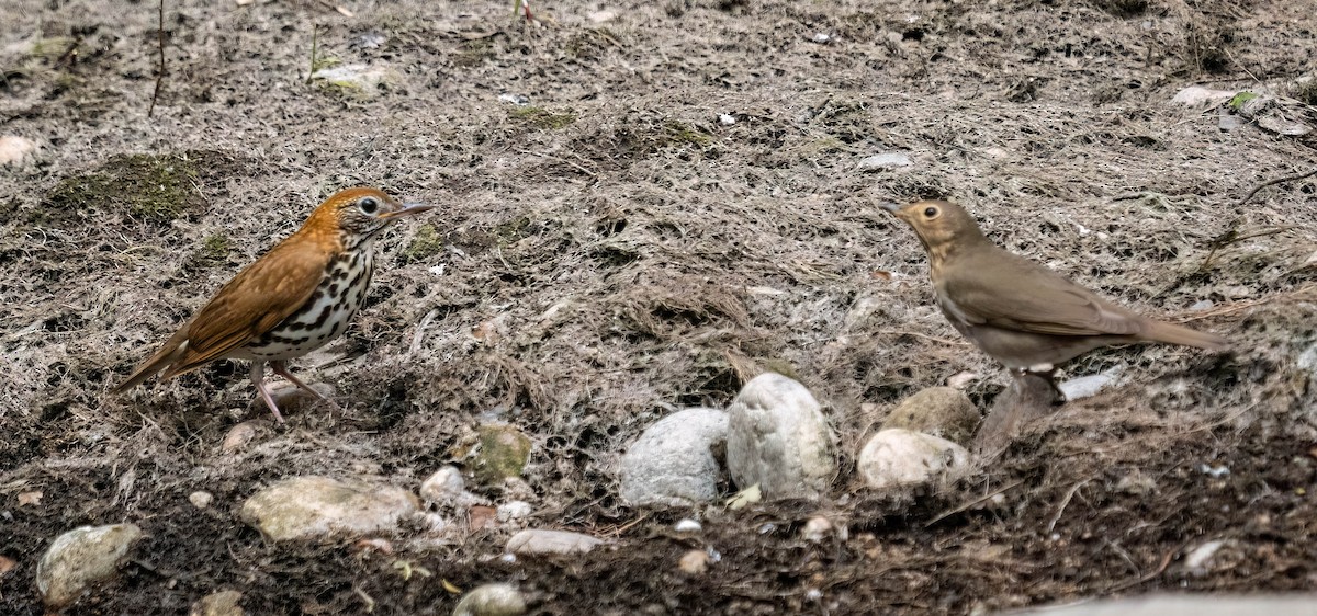 Wood Thrush - Courtney Rella