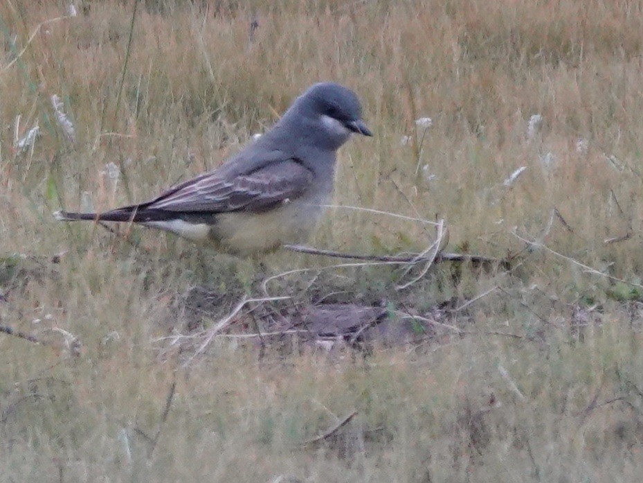 Cassin's Kingbird - Kirsti Aamodt