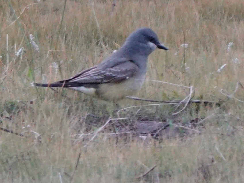 Cassin's Kingbird - Kirsti Aamodt