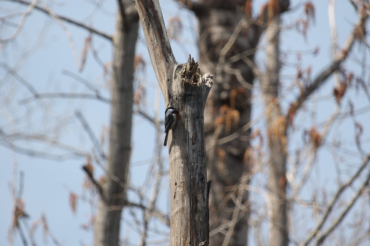 Black-capped Chickadee - Jennifer Evans