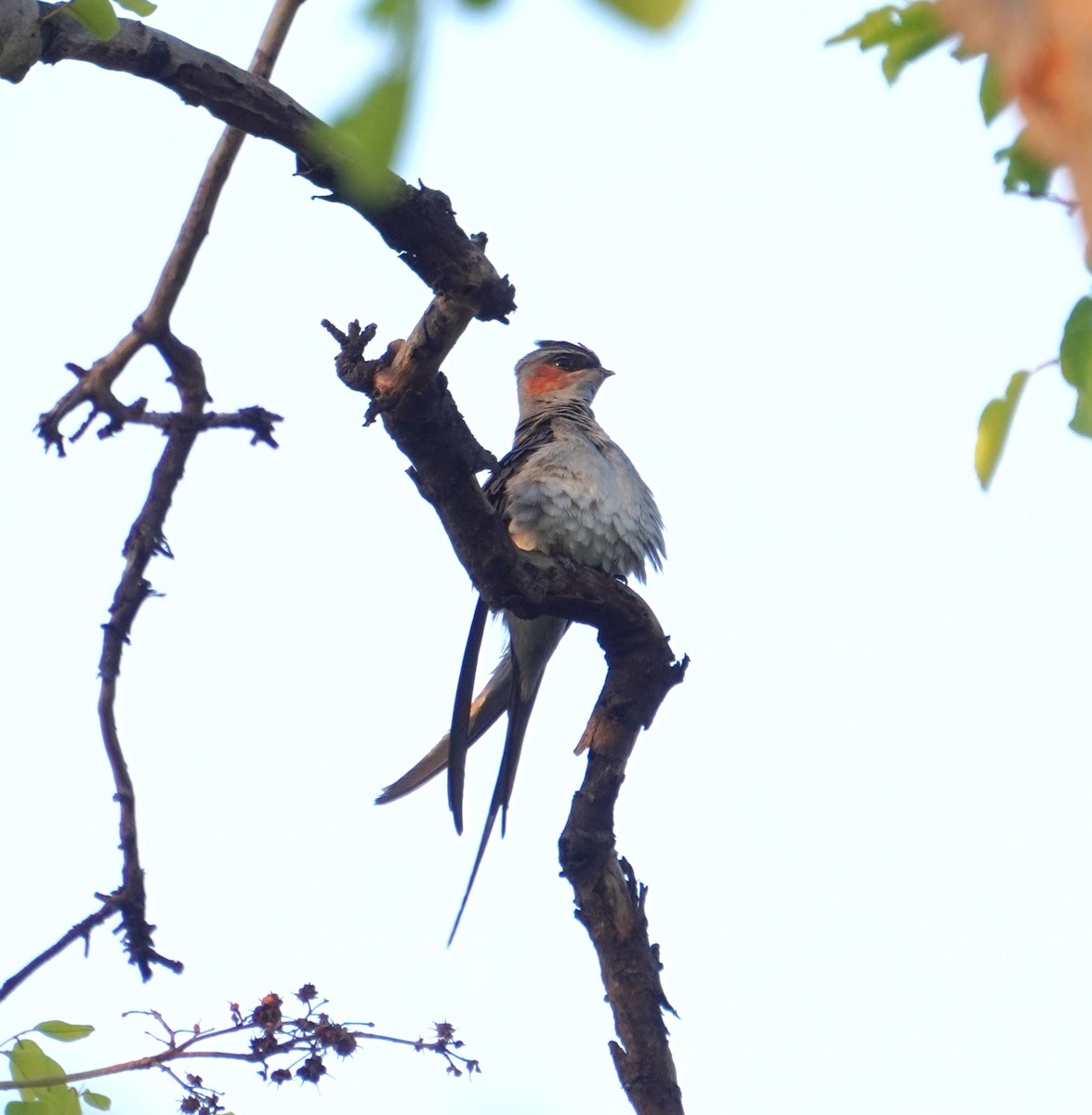 Crested Treeswift - ML618870014