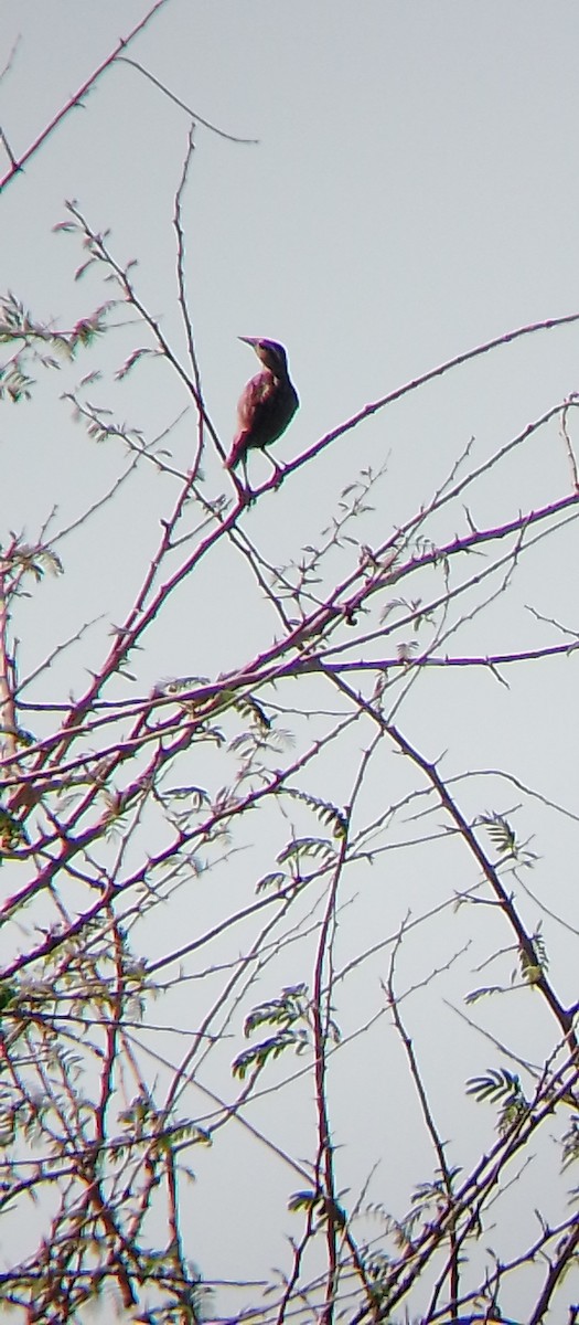 Eastern Meadowlark - ML618870016