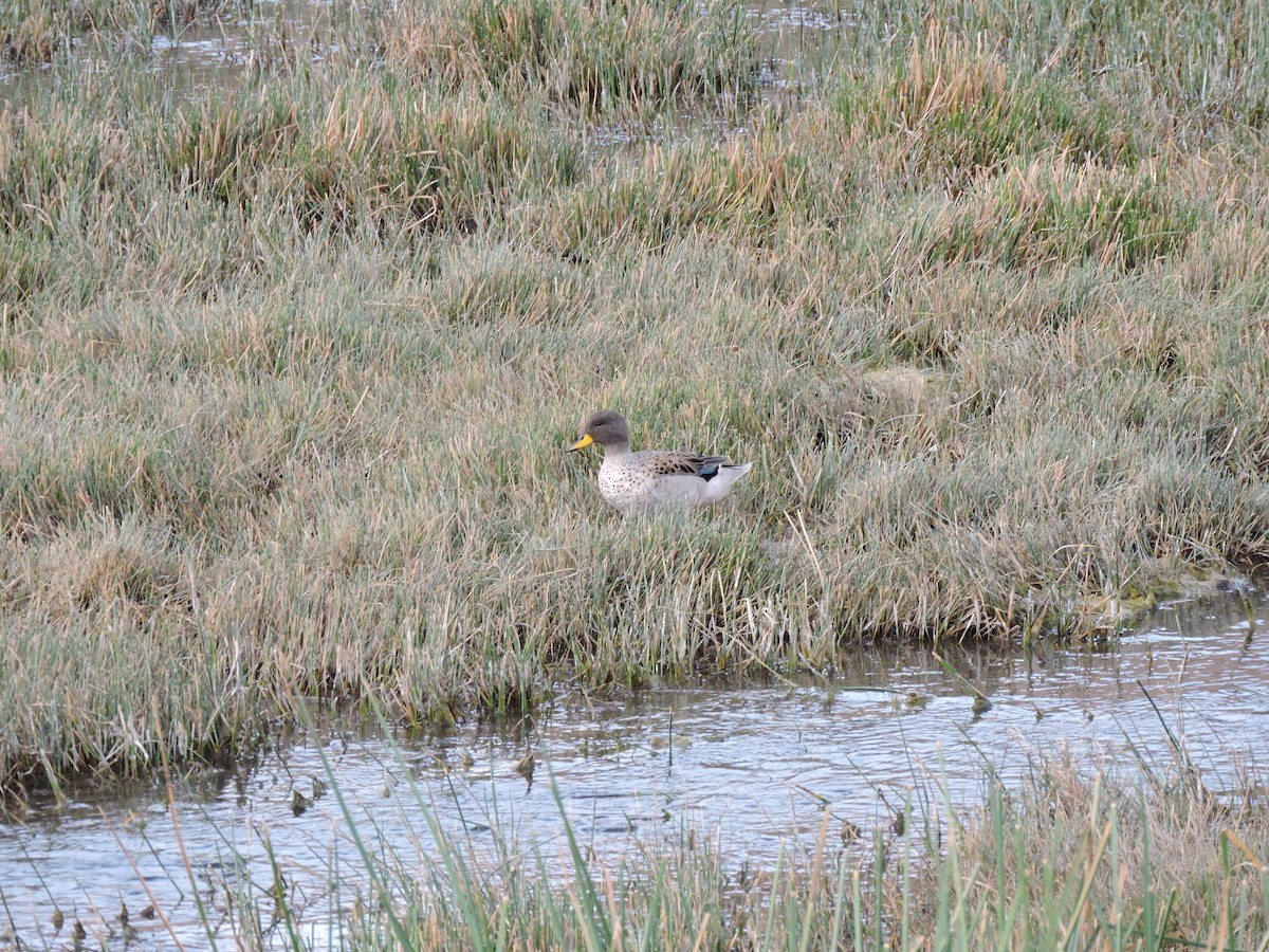 Yellow-billed Teal (oxyptera) - Daniel Briceño