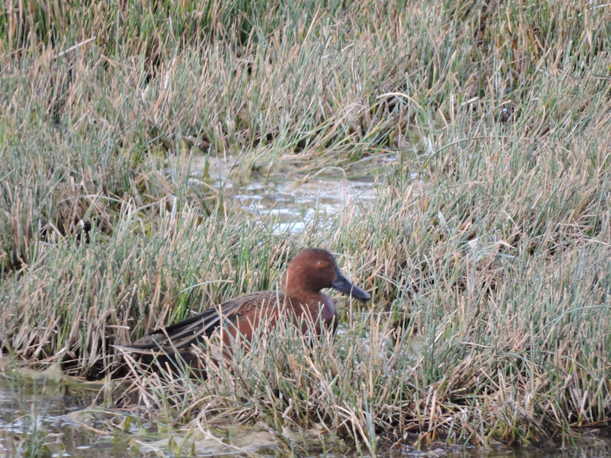 Cinnamon Teal - Daniel Briceño