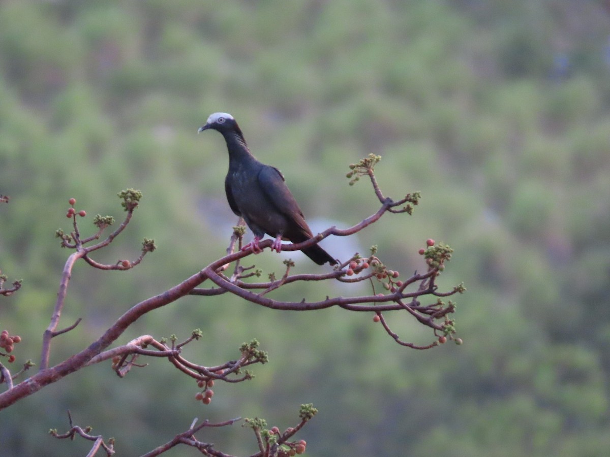 White-crowned Pigeon - Anuar Acosta