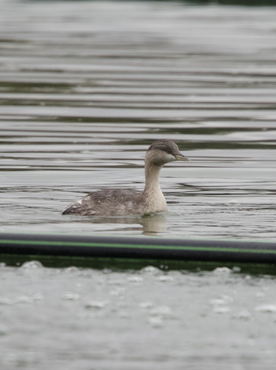 Hoary-headed Grebe - Yvonne van Netten