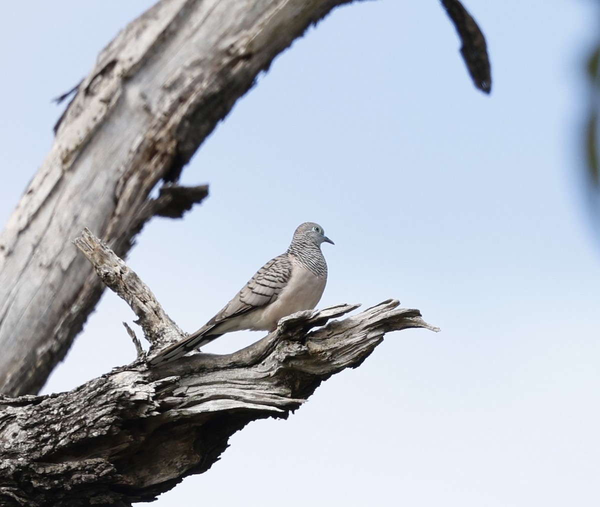 Peaceful Dove - ML618870036