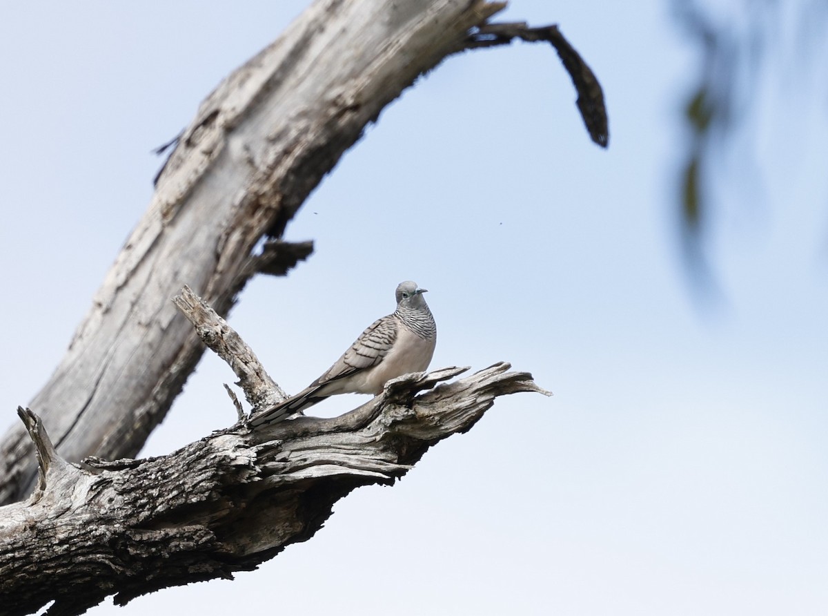 Peaceful Dove - ML618870038