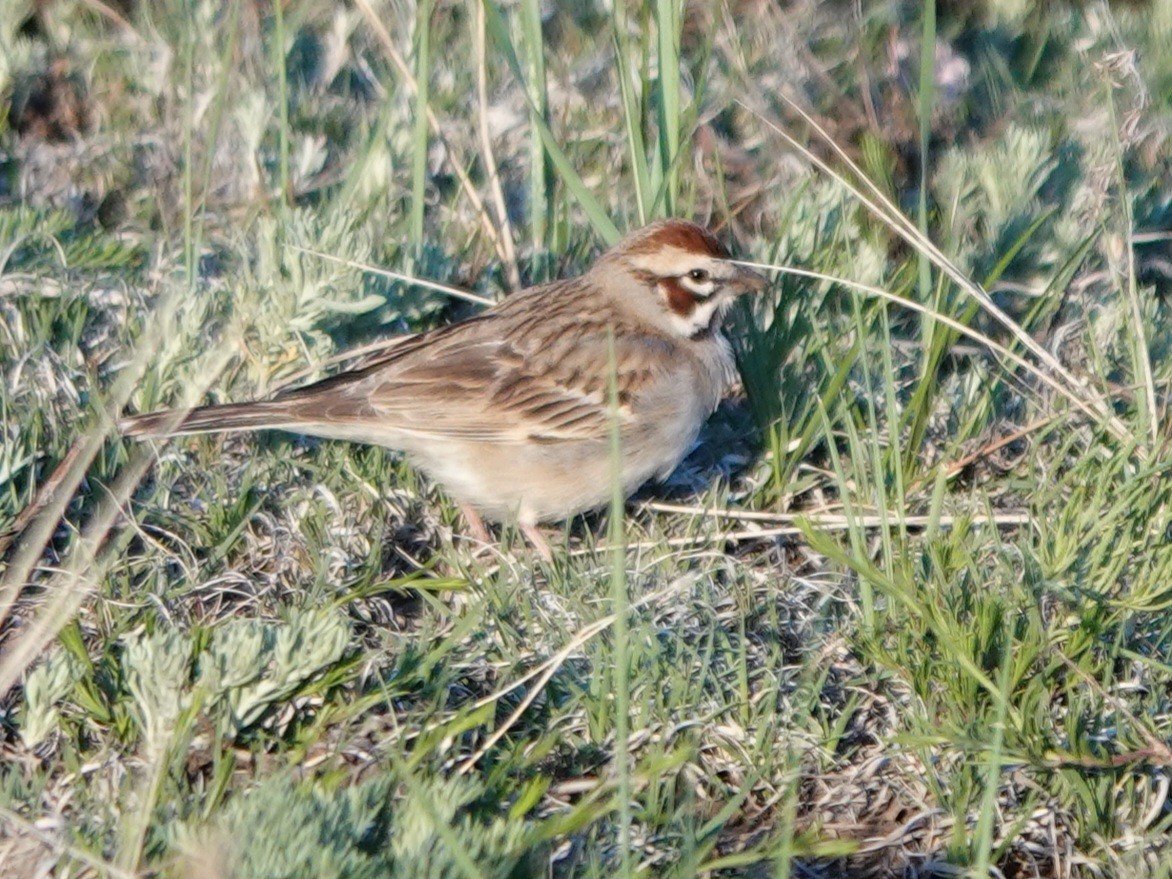 Lark Sparrow - Kirsti Aamodt