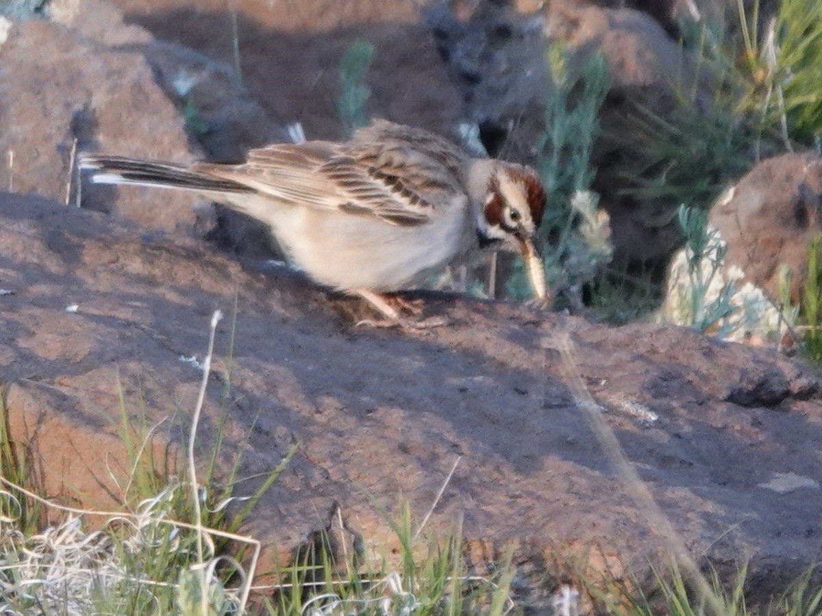 Lark Sparrow - Kirsti Aamodt