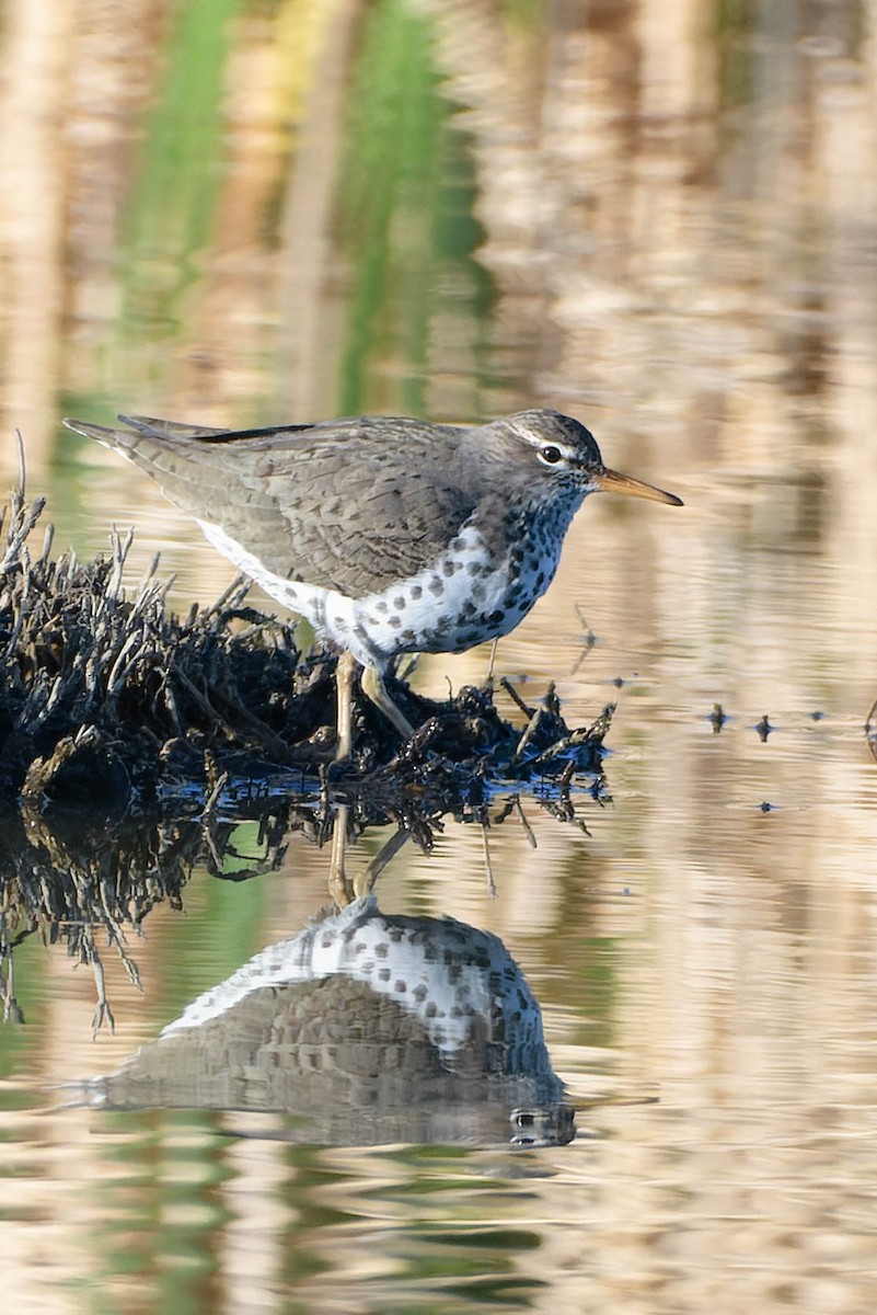 Spotted Sandpiper - Gregg McClain