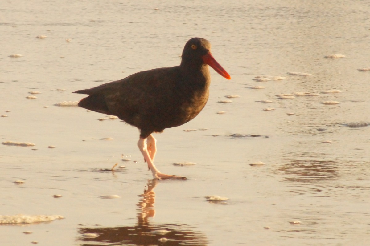 Blackish Oystercatcher - Rodrigo Jorquera Gonzalez