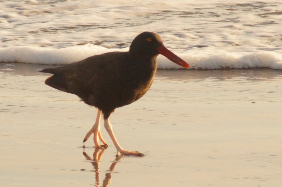 Blackish Oystercatcher - Rodrigo Jorquera Gonzalez