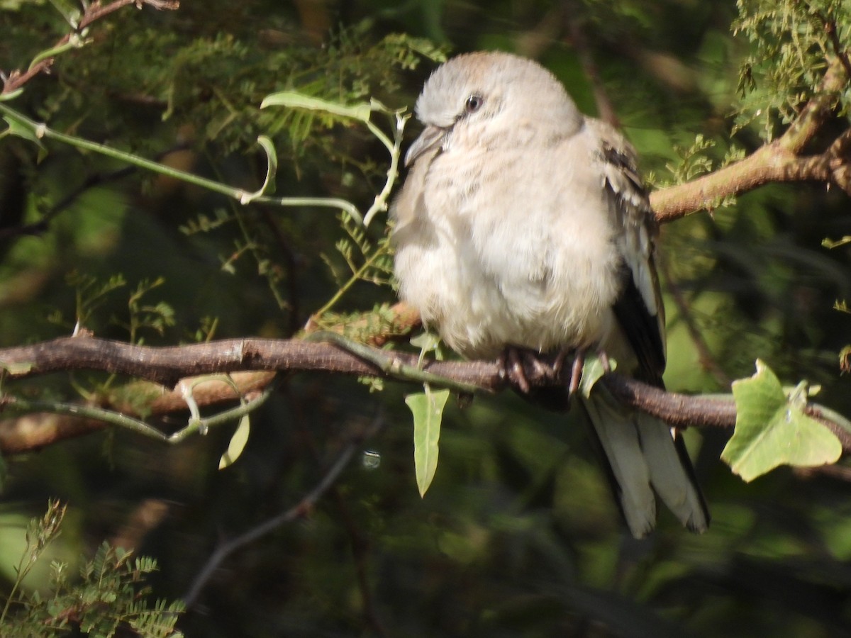 Picui Ground Dove - ML618870057