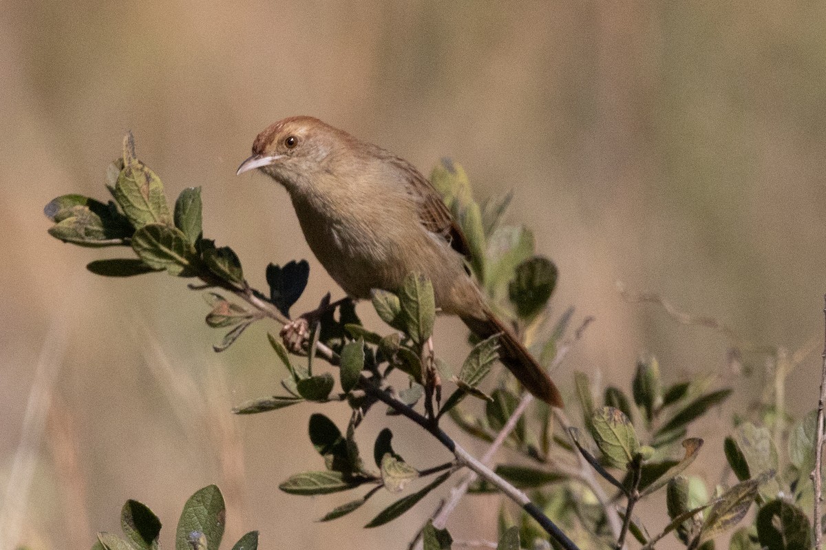 Wailing Cisticola - Lance Robinson