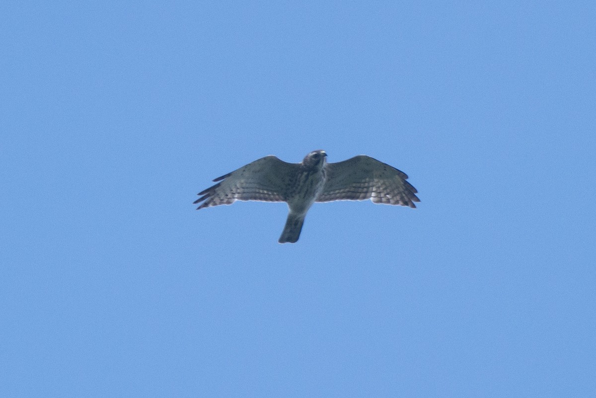 Broad-winged Hawk - Sandeep Biswas