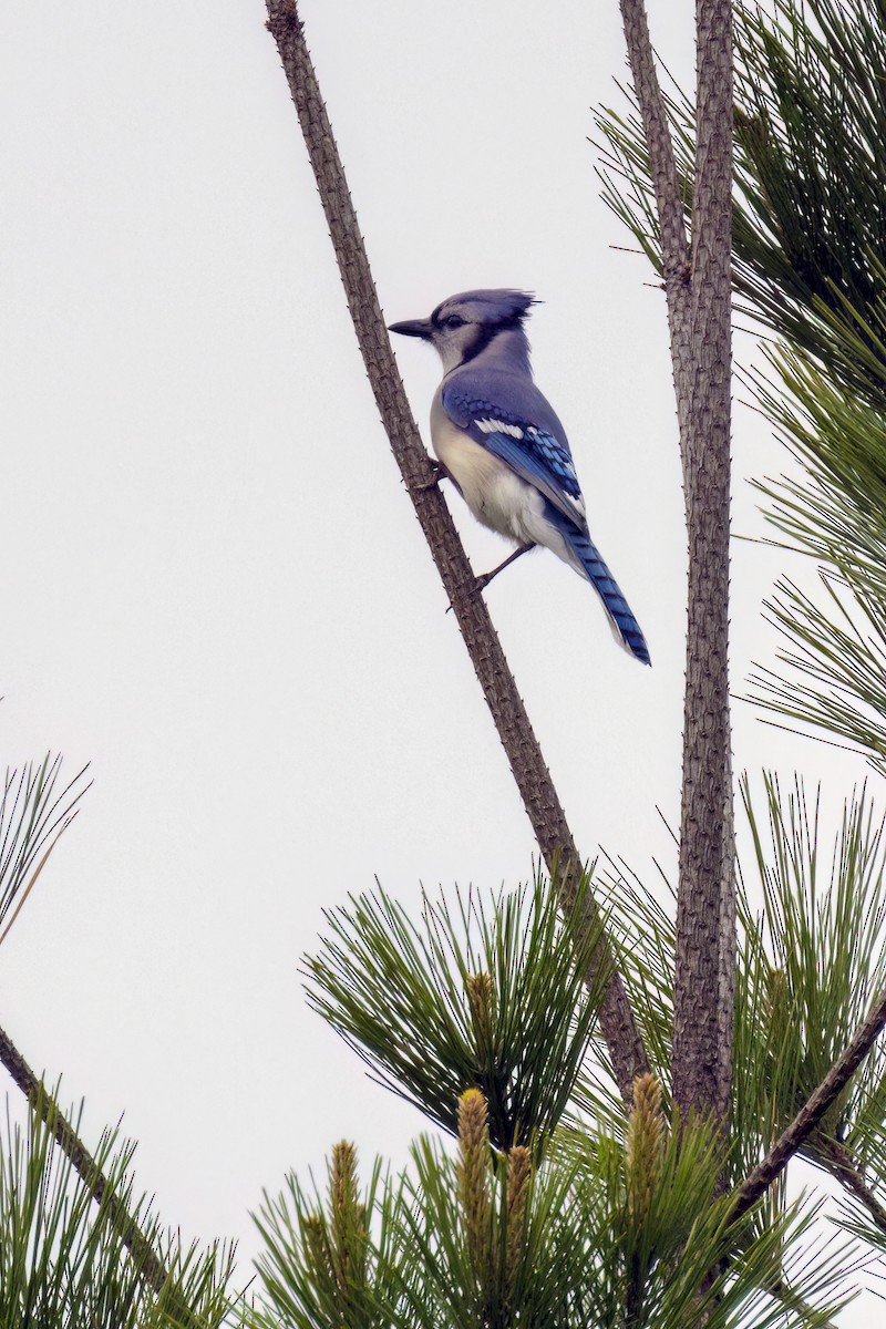 Blue Jay - Dennis Miller