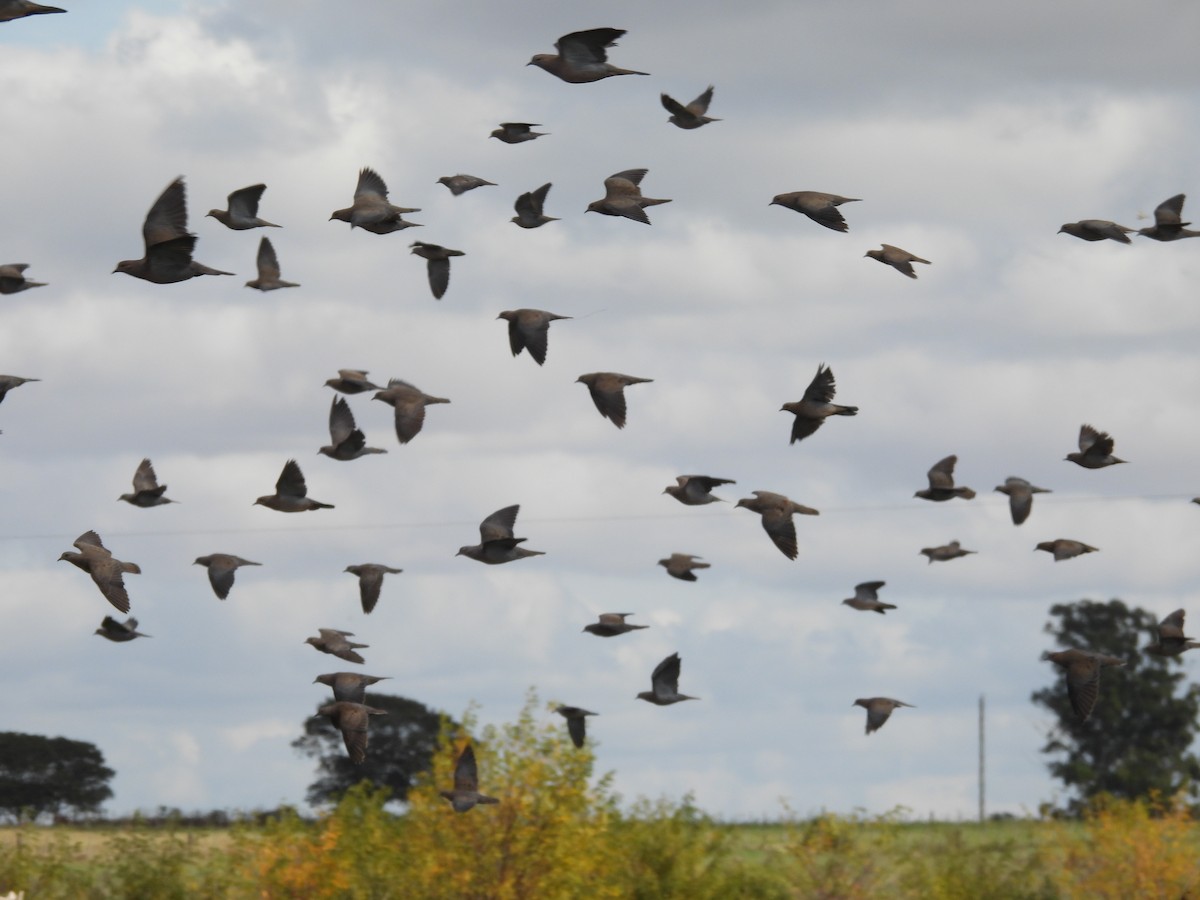 Eared Dove - ML618870082