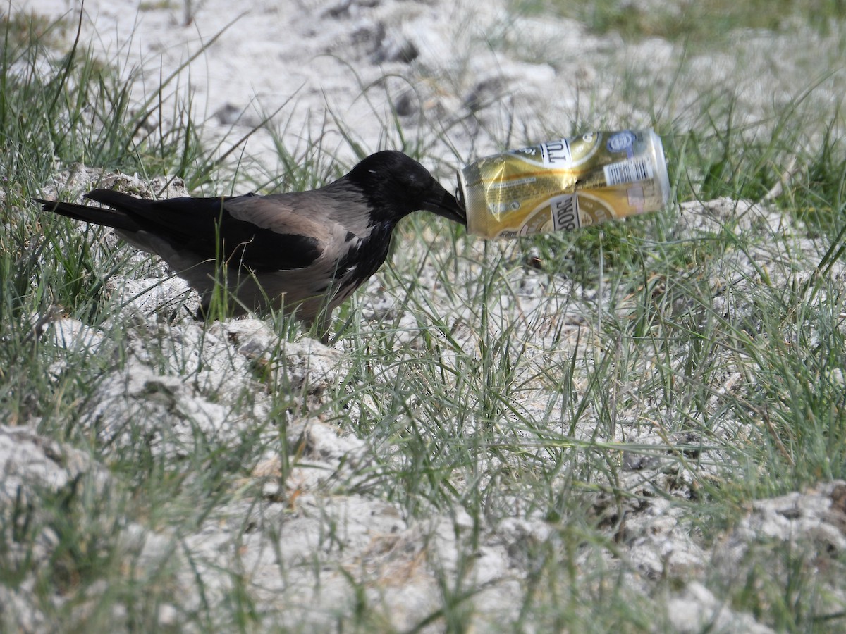 Hooded Crow - Murat Akkaya