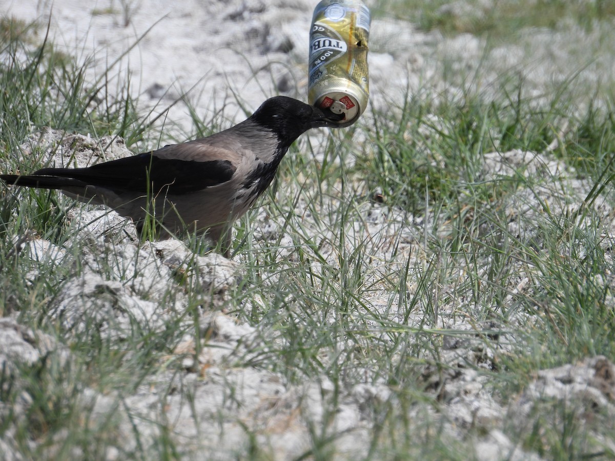 Hooded Crow - Murat Akkaya