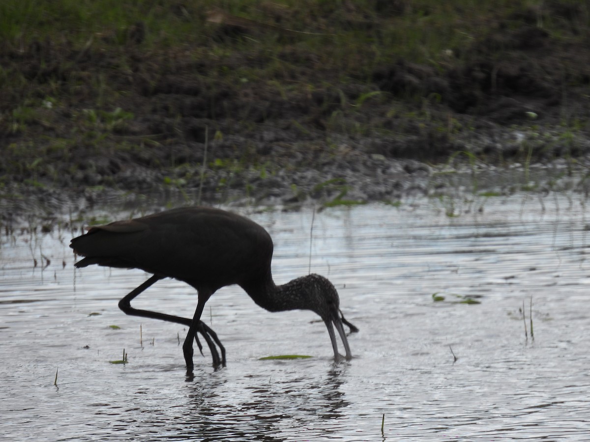 White-faced Ibis - ML618870116