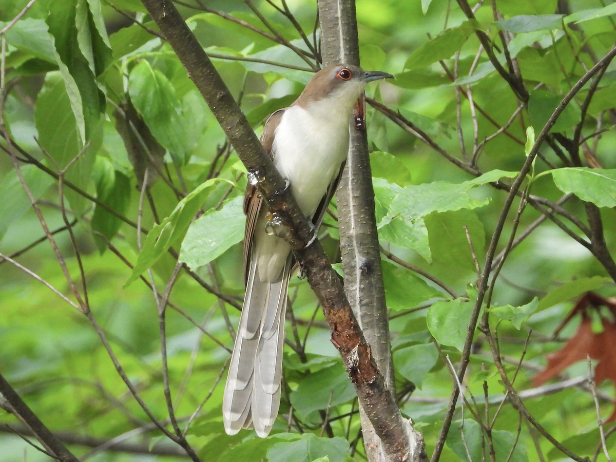 Black-billed Cuckoo - ML618870117