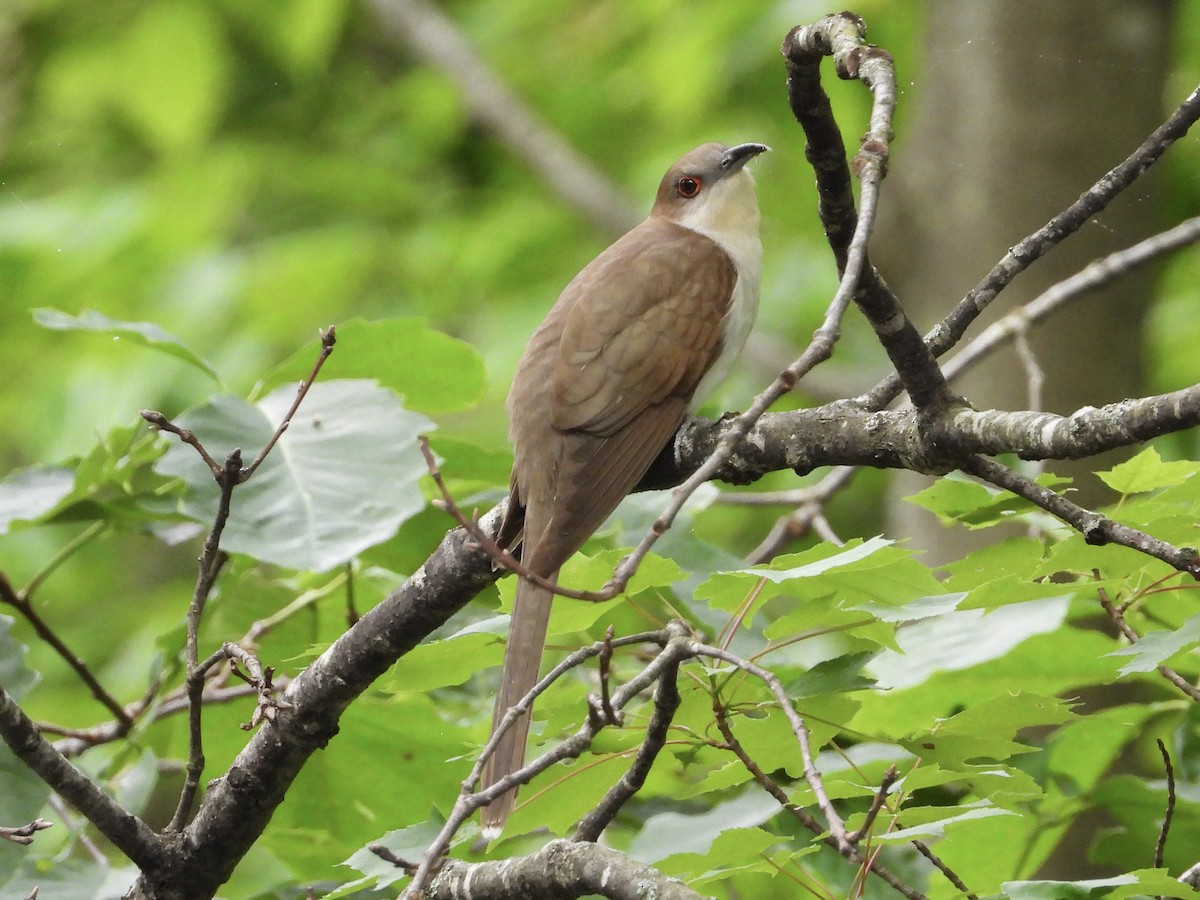 Black-billed Cuckoo - Rhonda Weiss