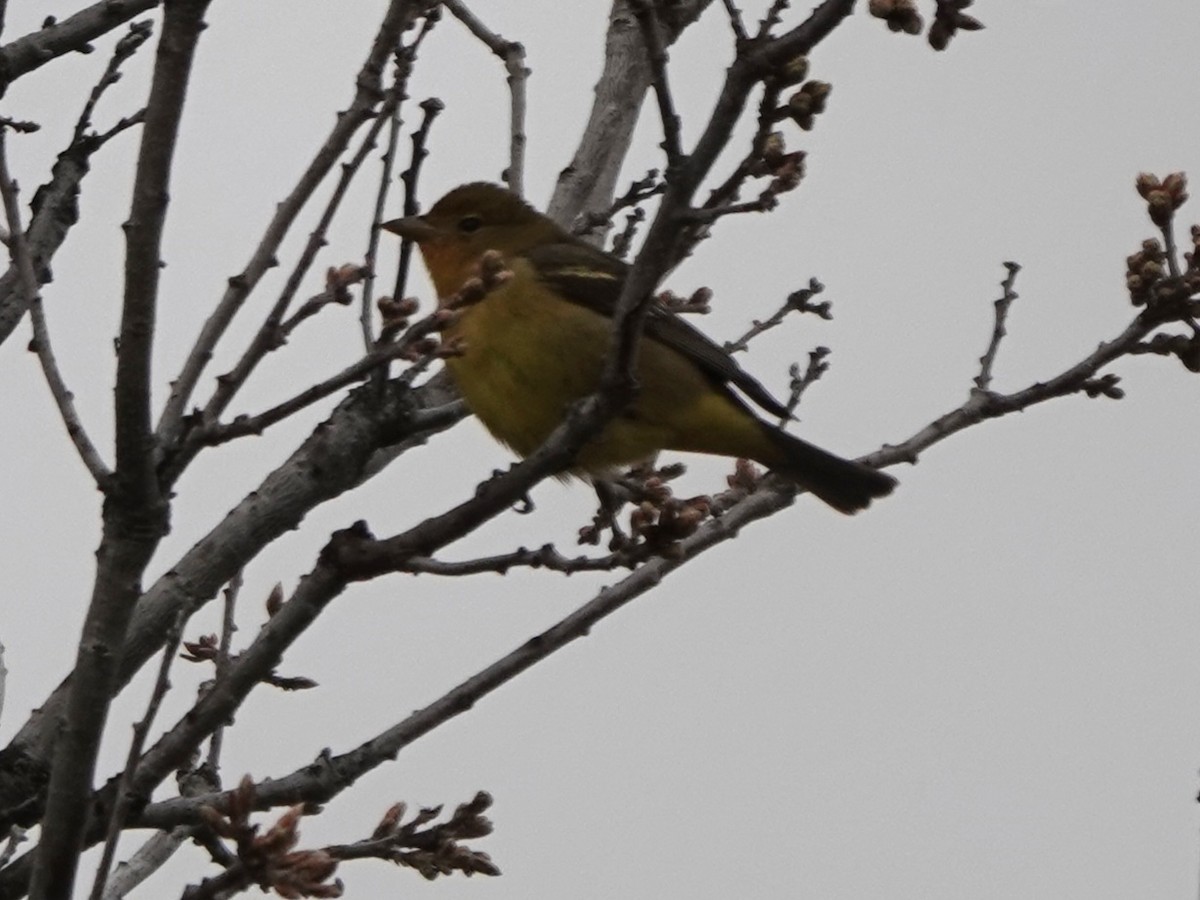 Western Tanager - Kirsti Aamodt