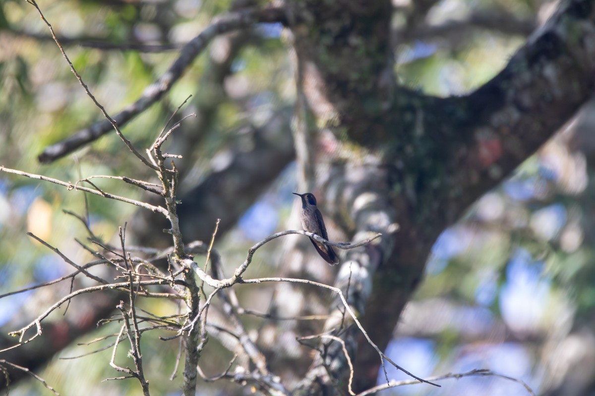 Brown Violetear - ML618870137