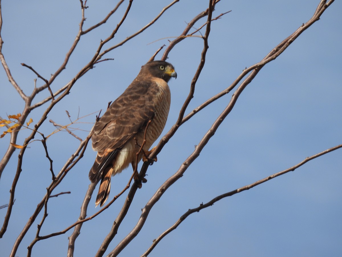 Roadside Hawk - EDISON MATTEI