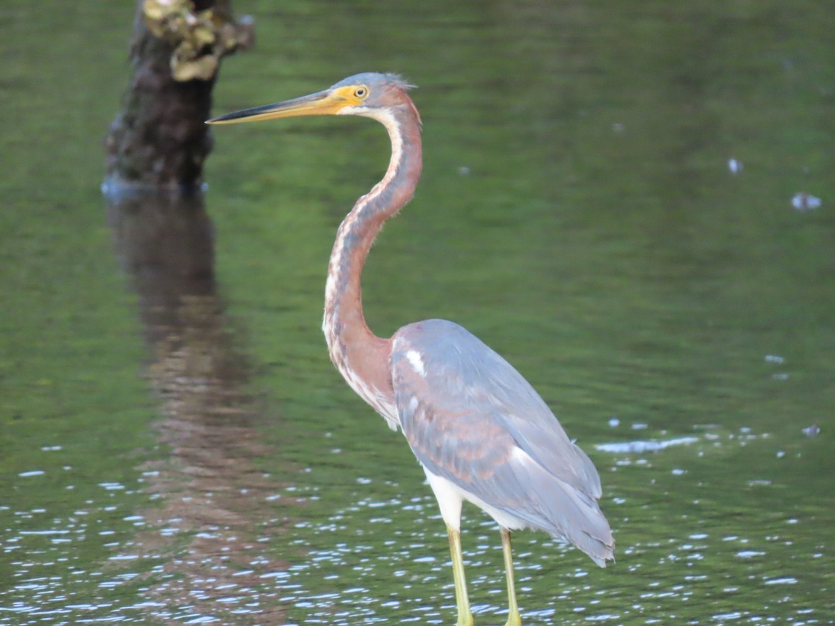 Tricolored Heron - Anuar Acosta