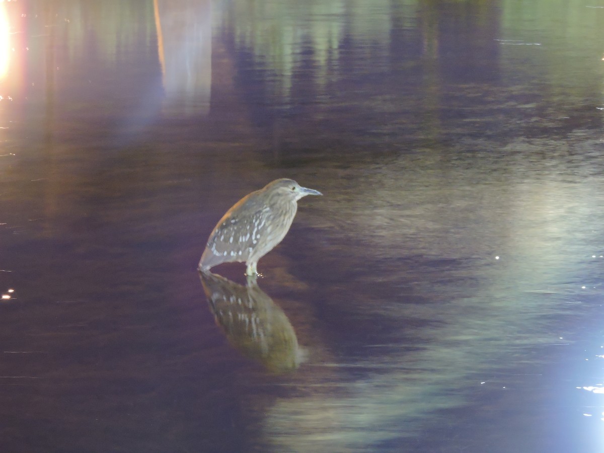 Black-crowned Night Heron - ML618870156