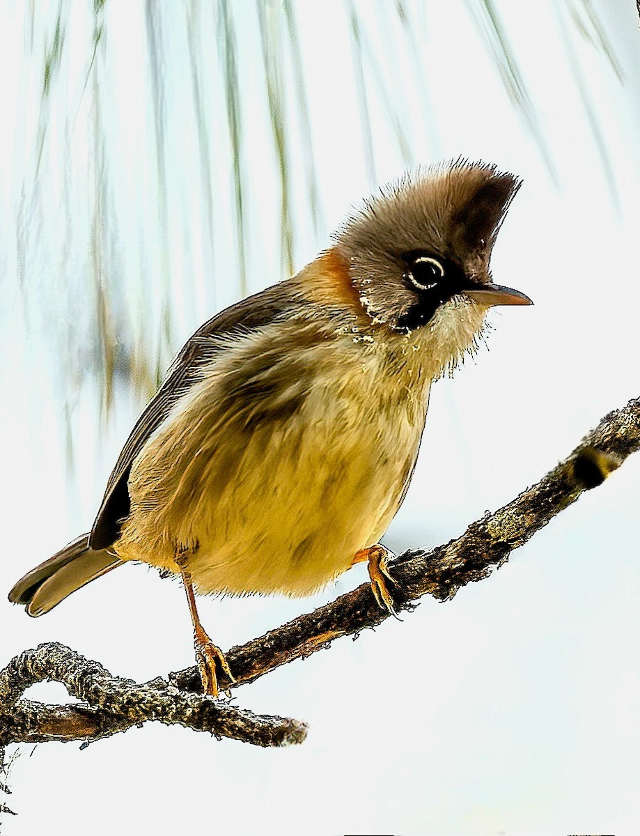 Whiskered Yuhina - Anonymous